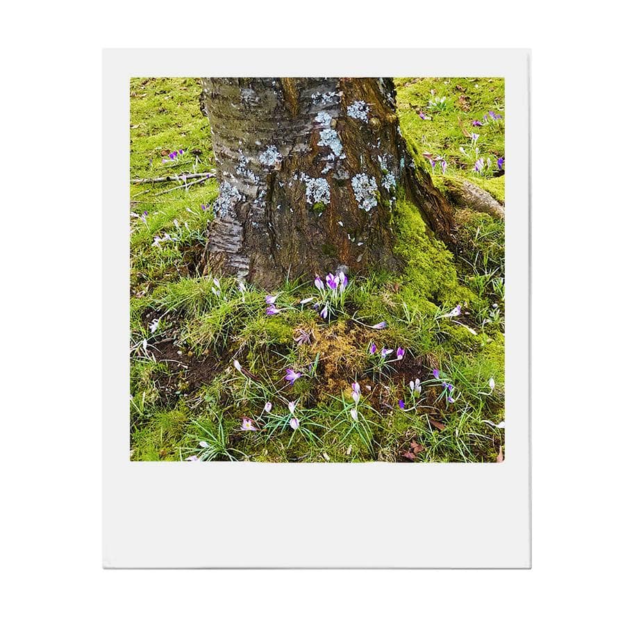 Natural Clean Brow Makeup for Cancer Patients Amaterasu Canadian Brand