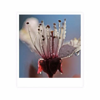 WHY ARE PLUM BLOSSOMS THE SYMBOL OF BEAUTY AND STRENGTH?